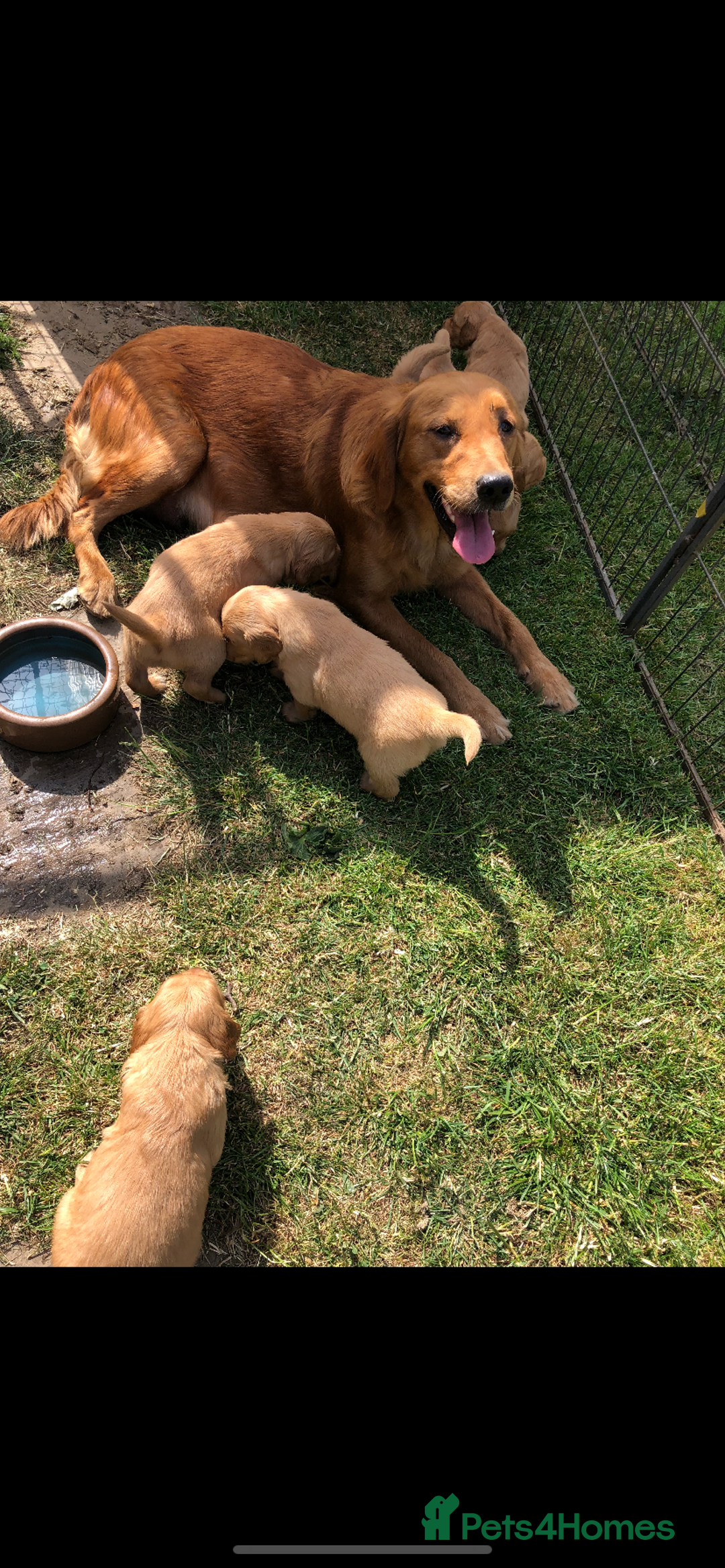 Golden Retriever dogs for sale: Beautiful Health Tested Puppies  - Image 4