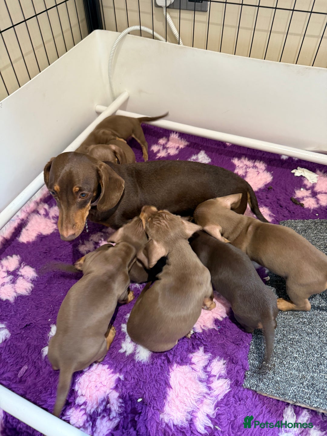 Miniature Dachshund dogs for sale: Absolutely beautiful kc reg miniature dachshunds  - Image 5