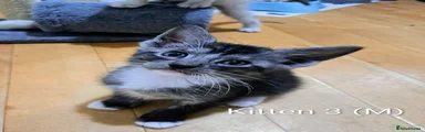 Kitten 3