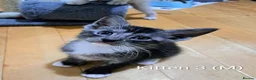 Siamese cats for sale: Siamese mix in Bedford - Advert 6