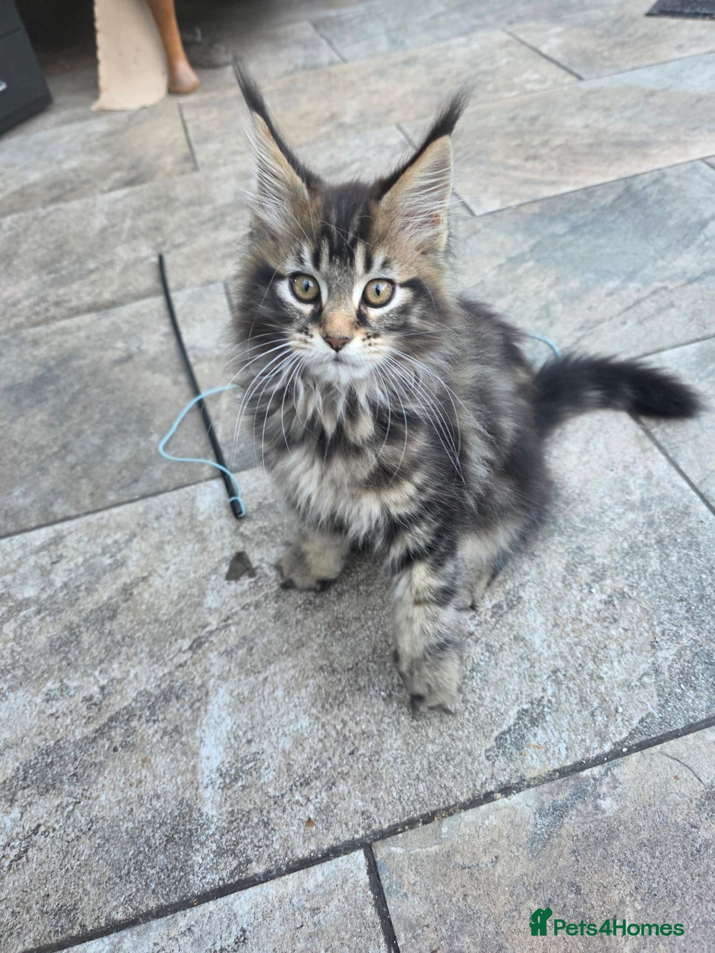 Maine Coon cats XL stunning maine coon kittens - Advert 1