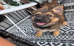 German Shepherd dogs for sale: GSD female Puppy - Image 6