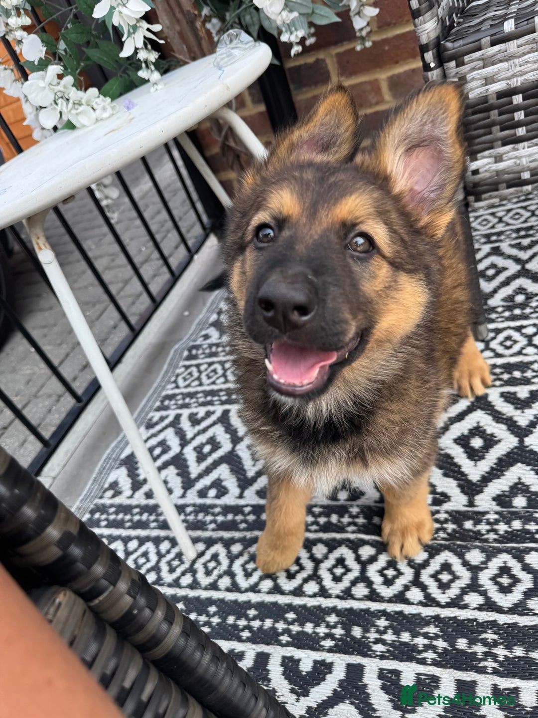 German Shepherd dogs for sale: GSD female Puppy - Image 6