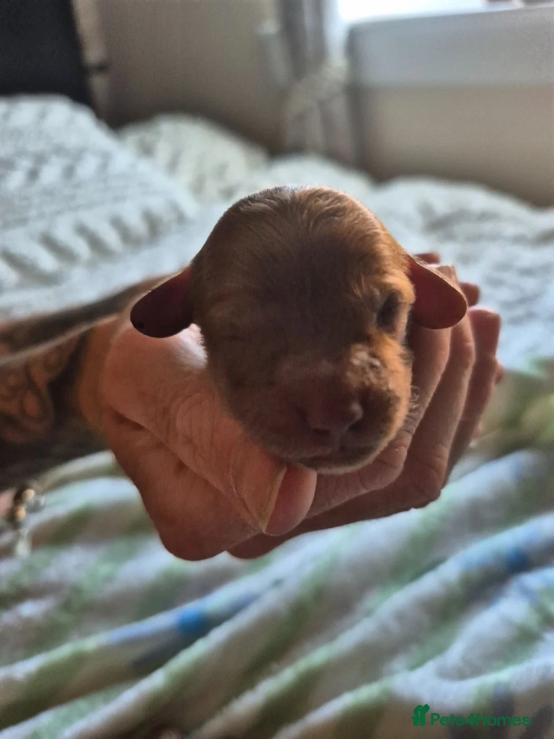 Cavapoo dogs for sale: Beautiful litter of cavapoo in Airdrie - Advert 10