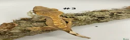Gecko reptiles for sale: Adult + Juvenile Crested Geckos inc. Lilly Whites - Advert 6