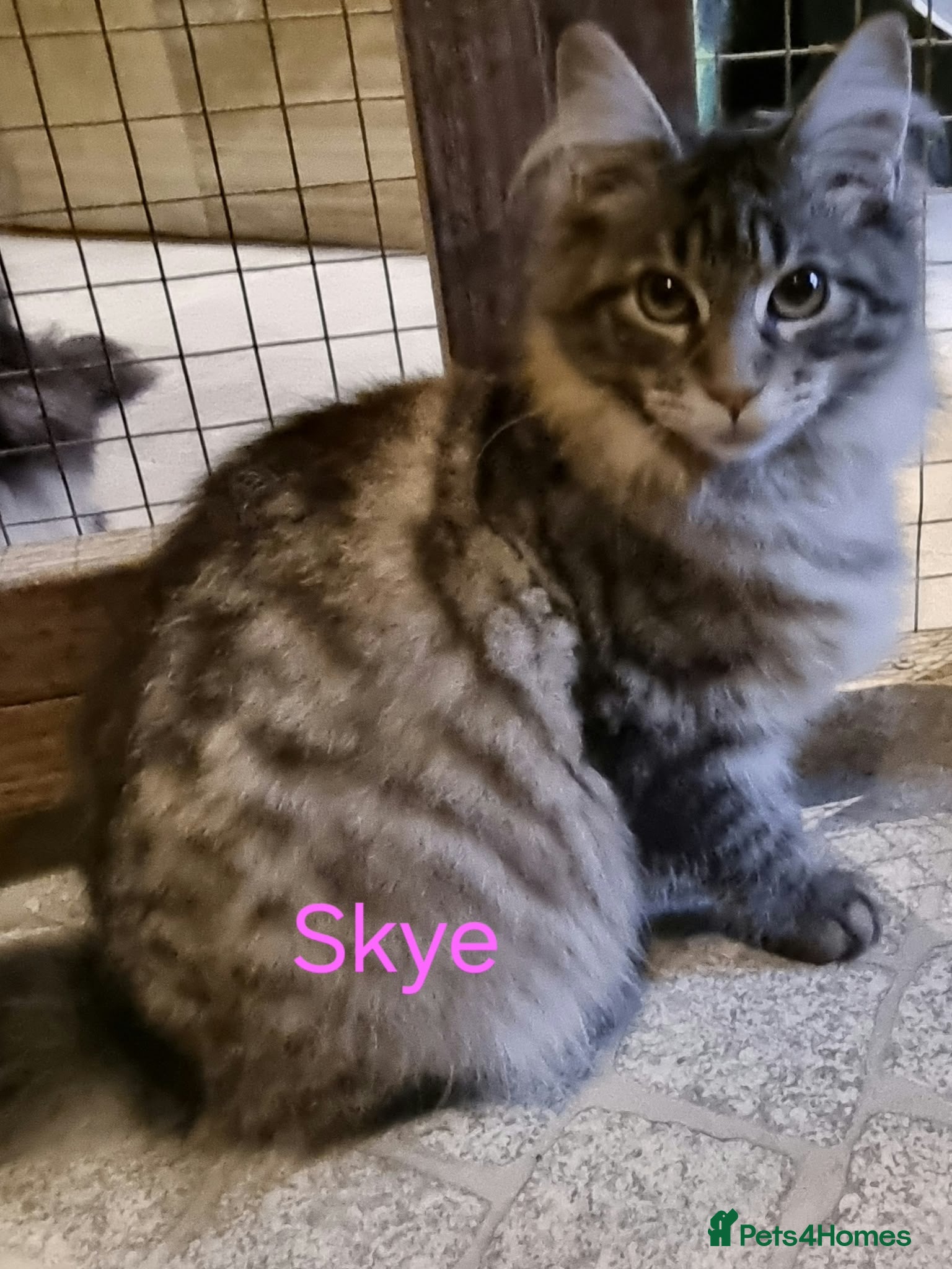 Maine Coon cats for sale: Pedigree Mainecoon kittens Ready now - Advert 2
