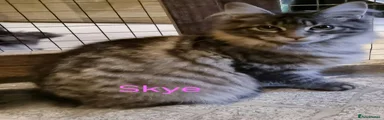 Skye
