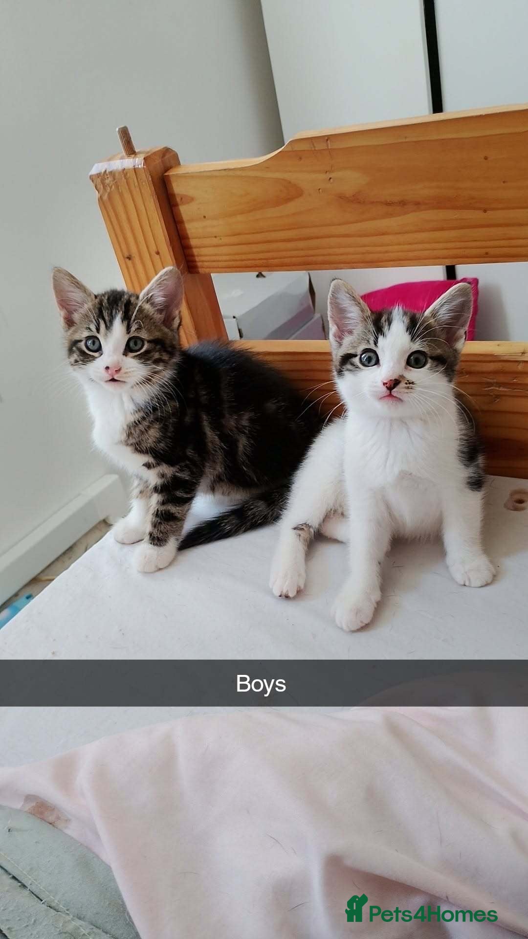 British Shorthair cats Ready for forever homes  - Advert 5