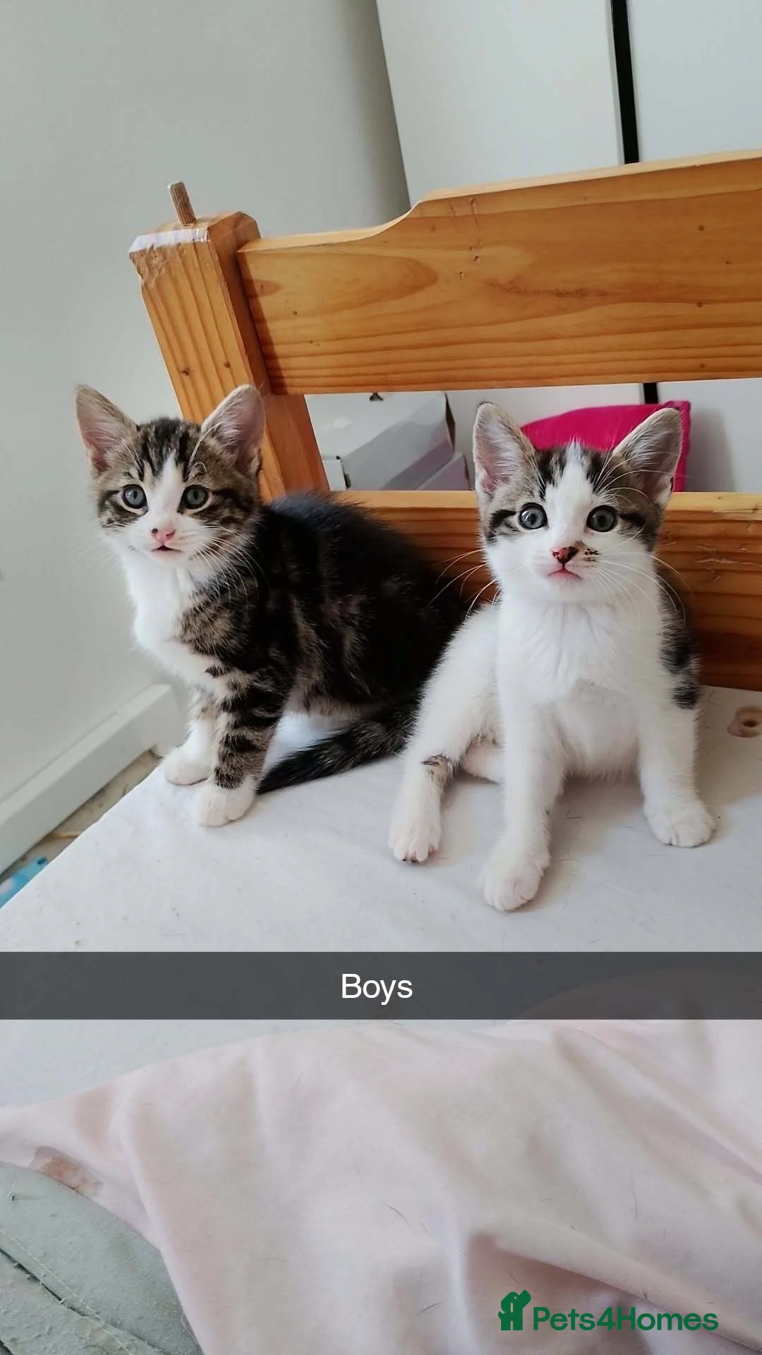 British Shorthair cats for sale: Ready for forever homes  - Advert 5