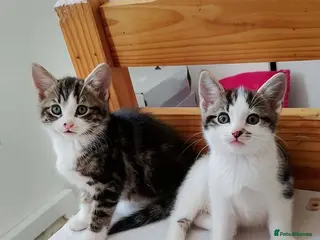 British Shorthair cats Ready for forever homes - Advert 5