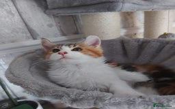 Maine Coon cats for sale: Beautiful XXL Maine-coon kittens 😸 ♥️  - Image 32