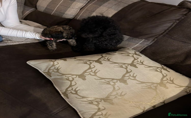 Toy Poodle dogs - Advert 16