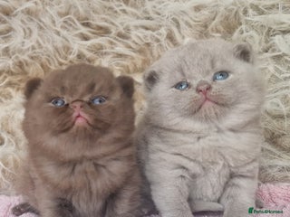 British Shorthair cats - Advert 27