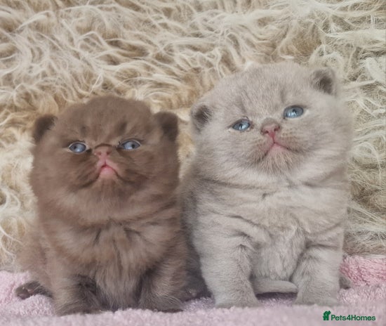 British Shorthair cats - Advert 8