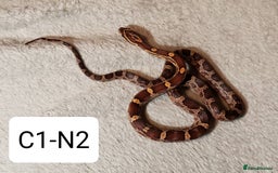 Corn Snake reptiles for sale: Babies Corn Snakes - Image 4
