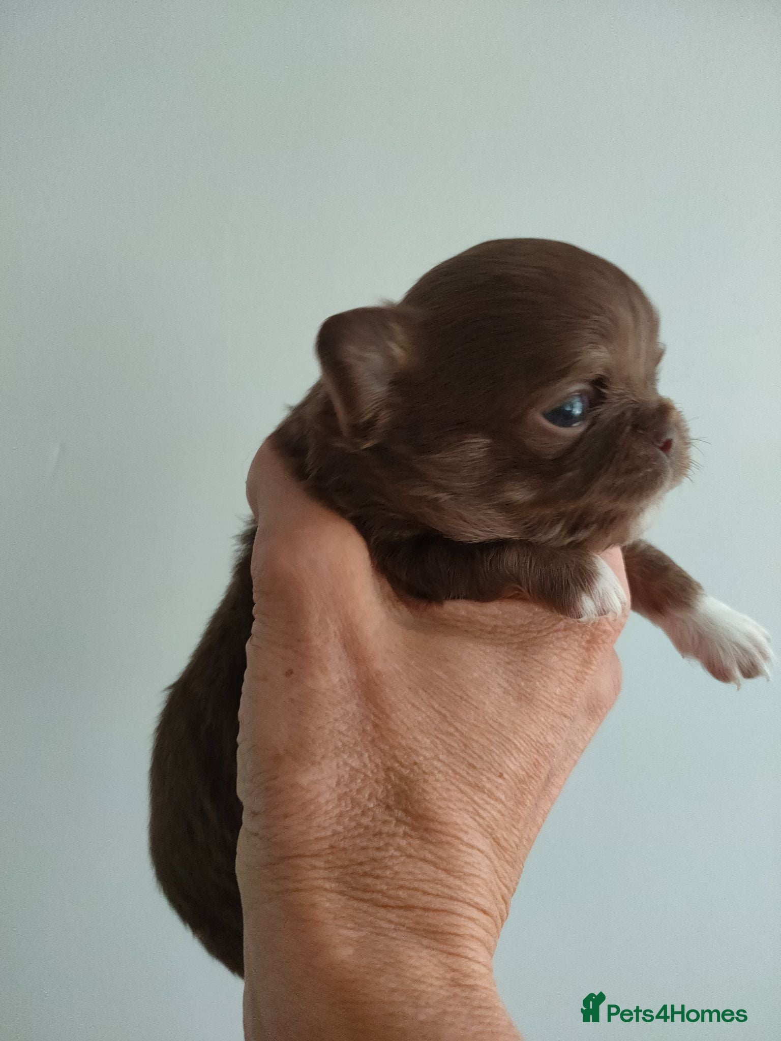 Chihuahua dogs Three stunning long coat puppies  - Advert 2