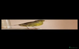 Canaries birds for sale: Two Canary Birds for sale, £20 each - Image 15