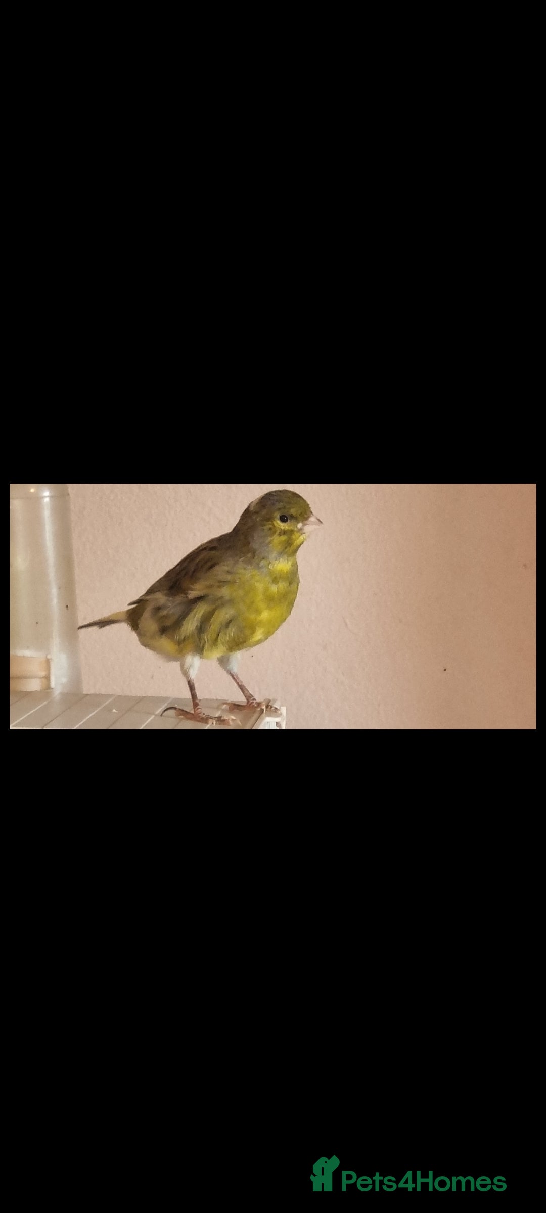 Canaries birds for sale: Two Canary Birds for sale, £20 each - Image 15