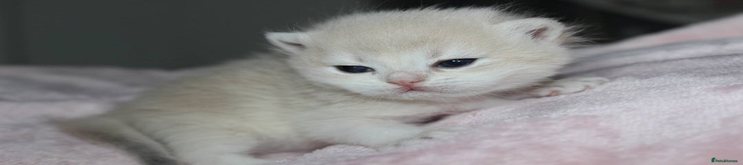 British Shorthair Kitten 4