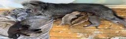 Mixed Breed dogs for sale: Bedlington Whippet - Advert 2