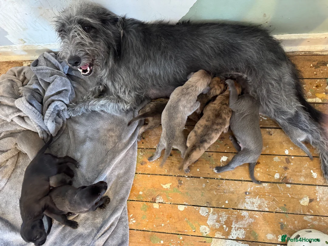 Mixed Breed dogs for sale: Bedlington Whippet - Advert 2