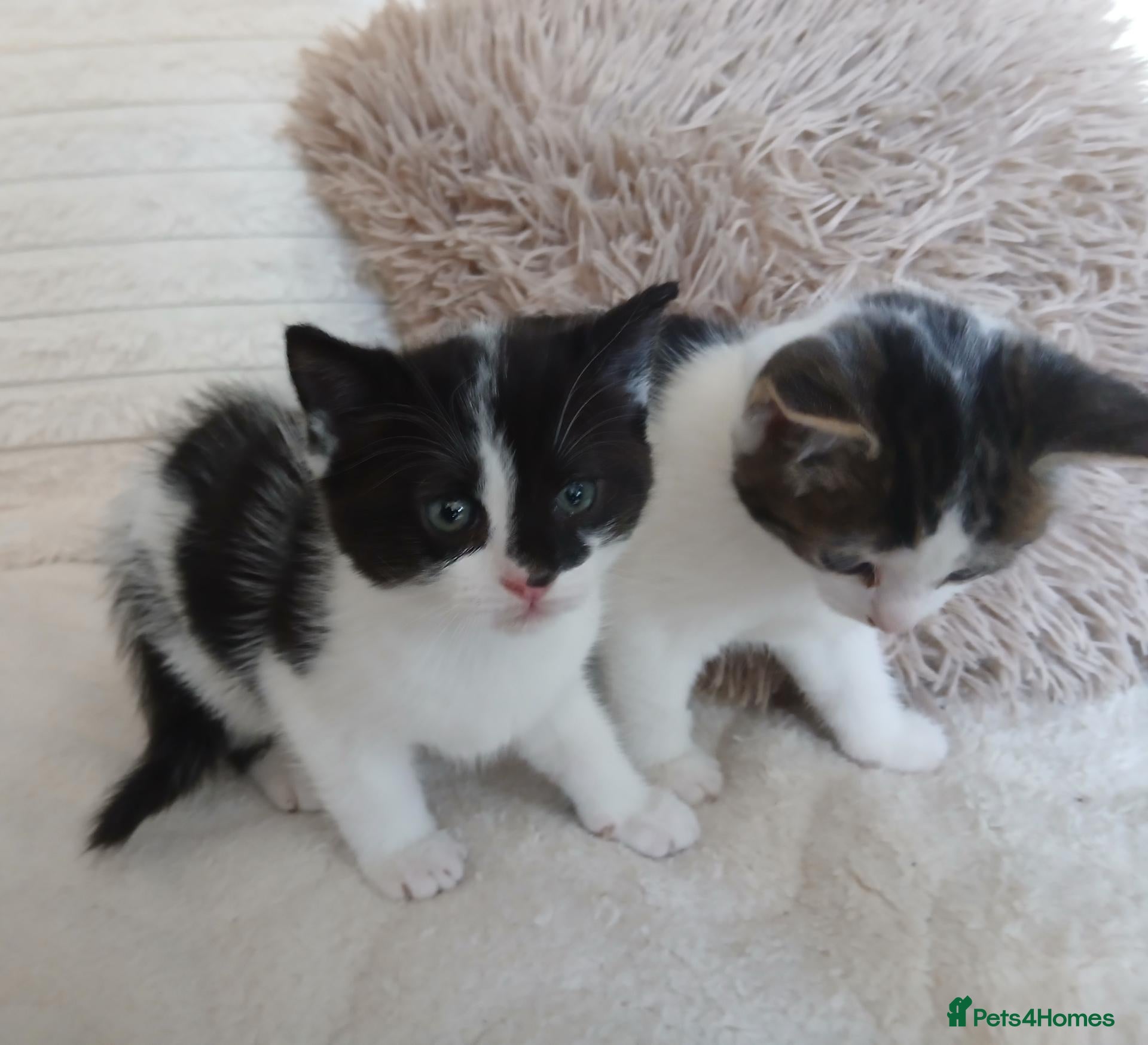 Mixed Breed cats Kittens for sale  - Advert 12