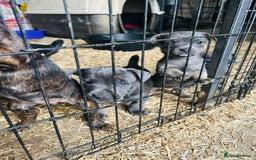 Jack Russell dogs for sale: Blue & Black Brindle Jack Russells - Image 7