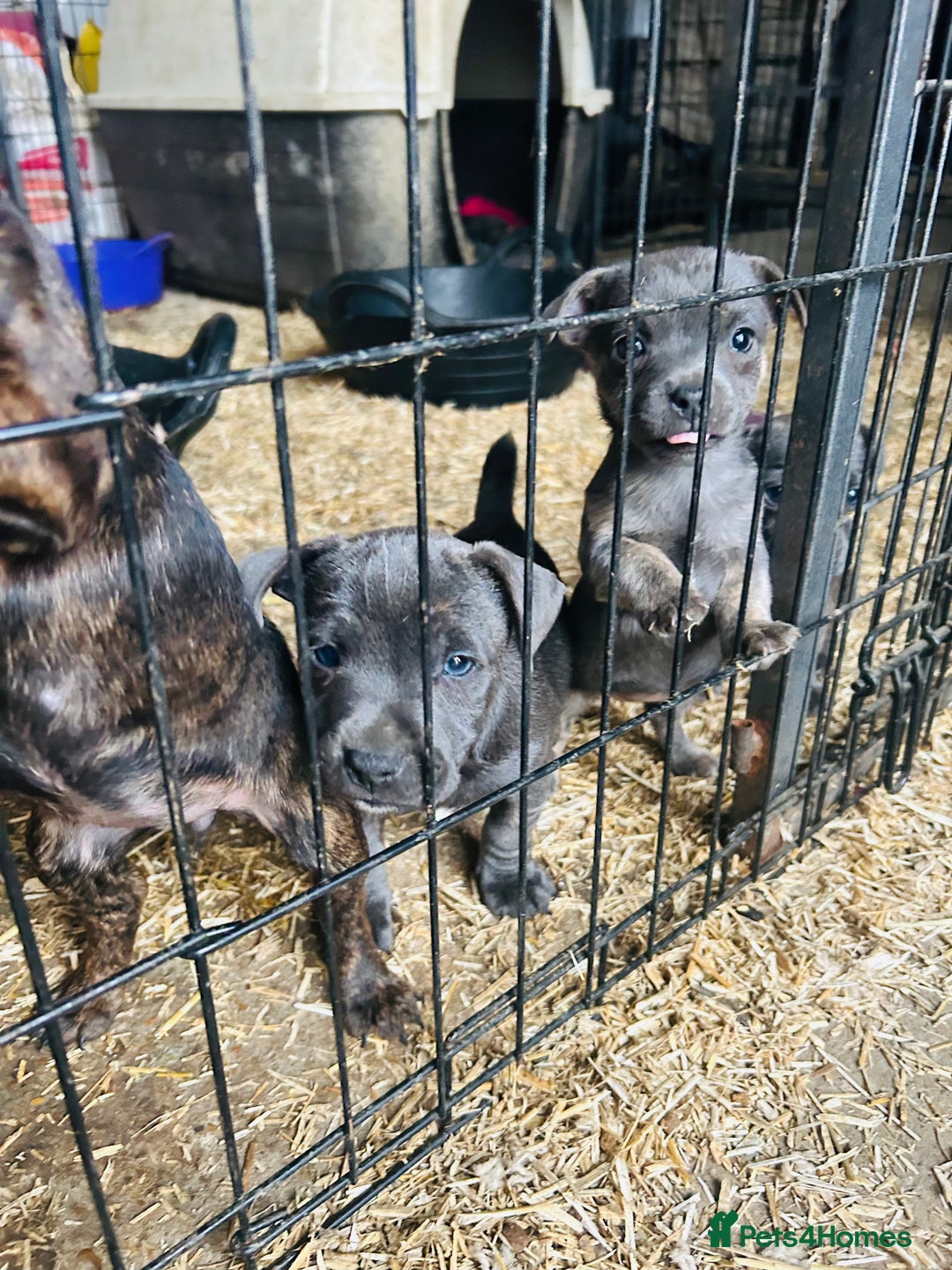 Jack Russell dogs for sale: Blue & Black Brindle Jack Russells - Image 7