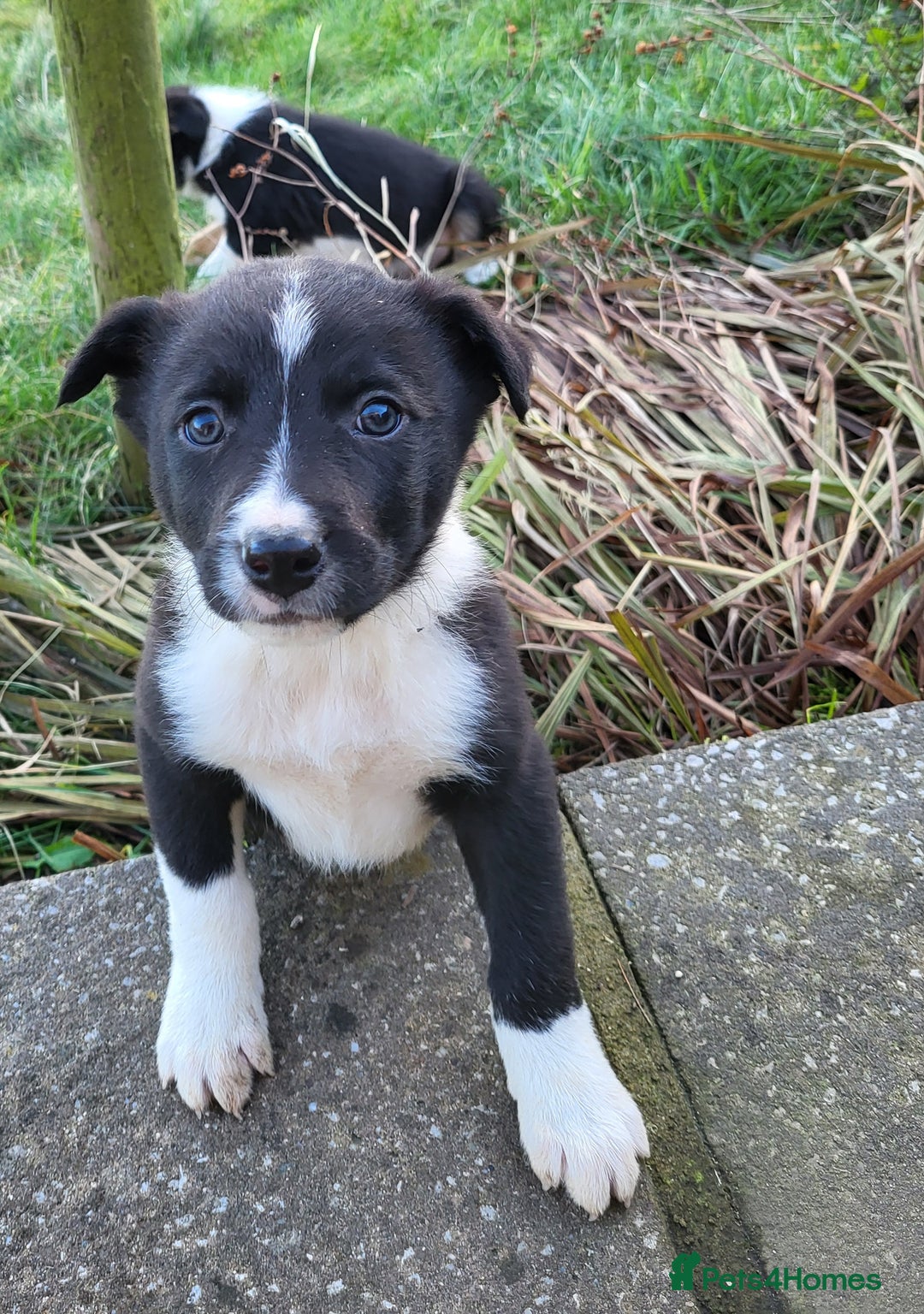 Border Collie dogs for sale: Farm bred, Tri coloured border collie puppies  - Advert 9