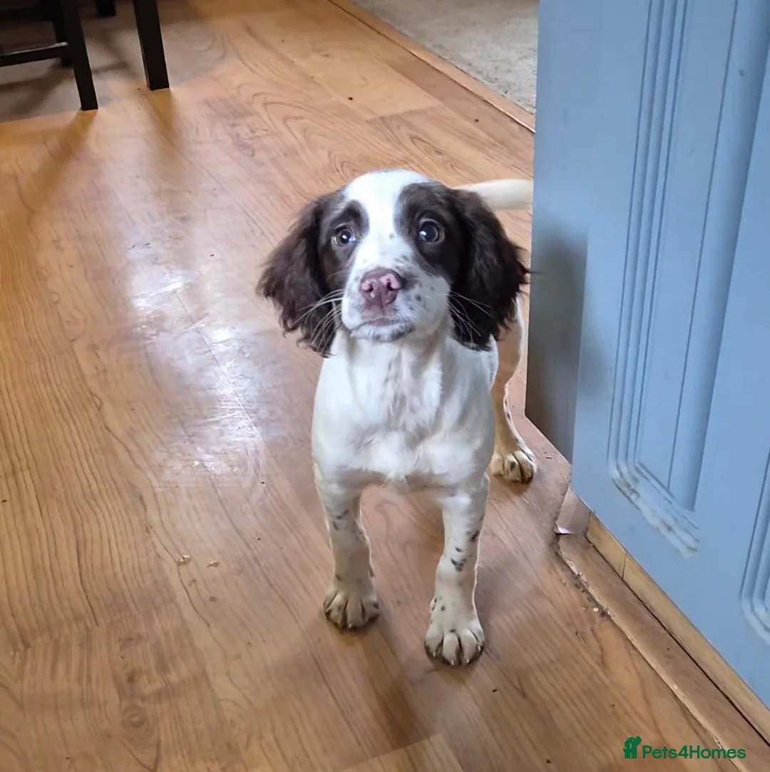 English Springer Spaniel dogs for sale: Beautiful KC registered ESS bitch  in Blandford Forum - Advert 1