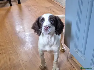 English Springer Spaniel dogs Beautiful KC registered ESS bitch - Advert 1