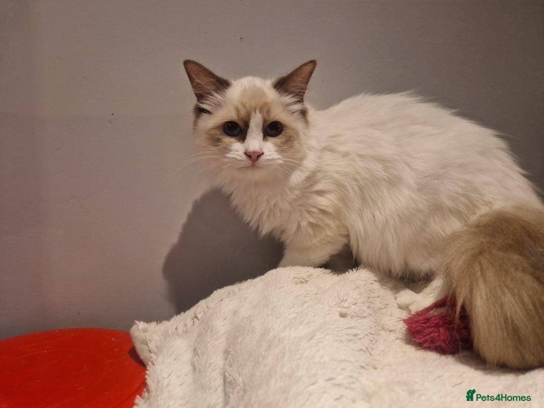 Ragdoll cats for sale: Gorgeous GCCF Ragdoll kittens READY NOW!!! - Image 18