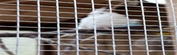 Cockatiels birds for sale: Pretty baby cockatiels with DNA - Advert 4