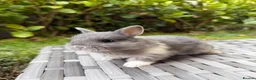 Netherland Dwarf rabbits for sale: Purebred Netherland Dwarf - Advert 5