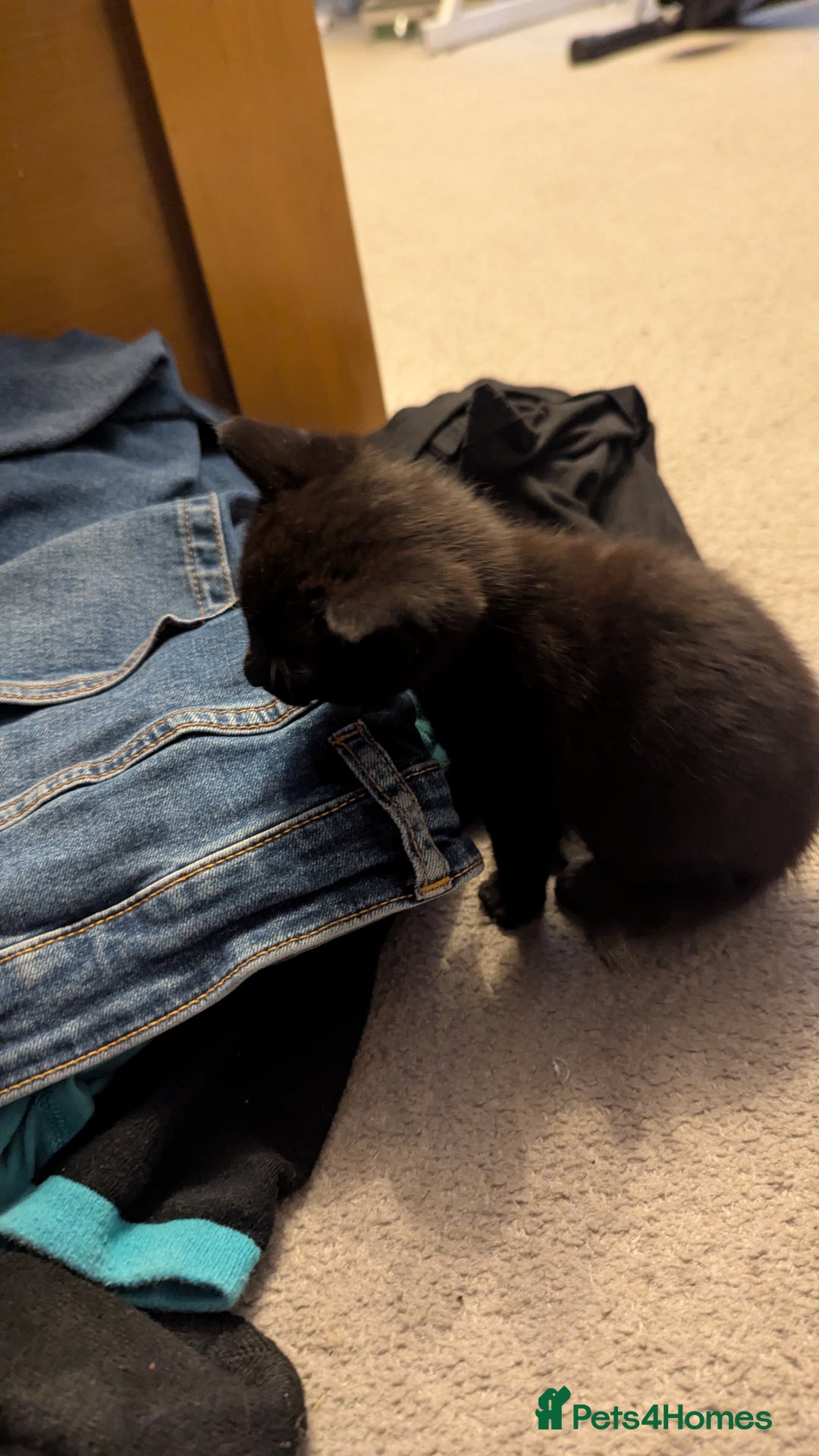 Mixed Breed cats for sale: Little beautiful kittens😀 - Image 1