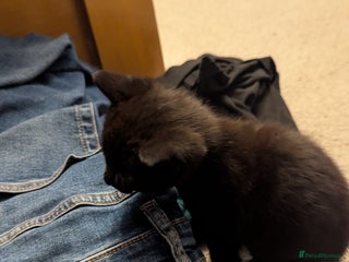 Mixed Breed cats - Advert 29