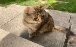 Mixed Breed cats for sale: Wonderful ginger Girl  - Image 13