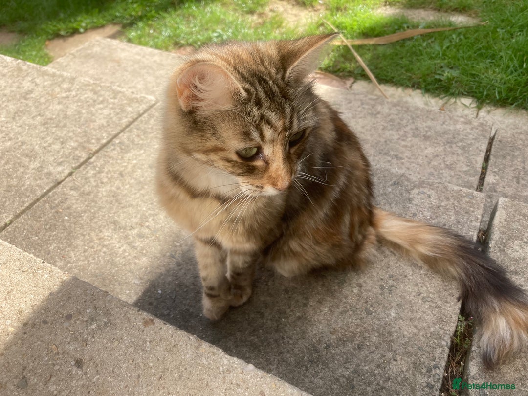 Mixed Breed cats for sale: Wonderful ginger Girl  - Image 13