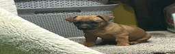 Mixed Breed dogs for sale: Border Russel  in Slough - Advert 4