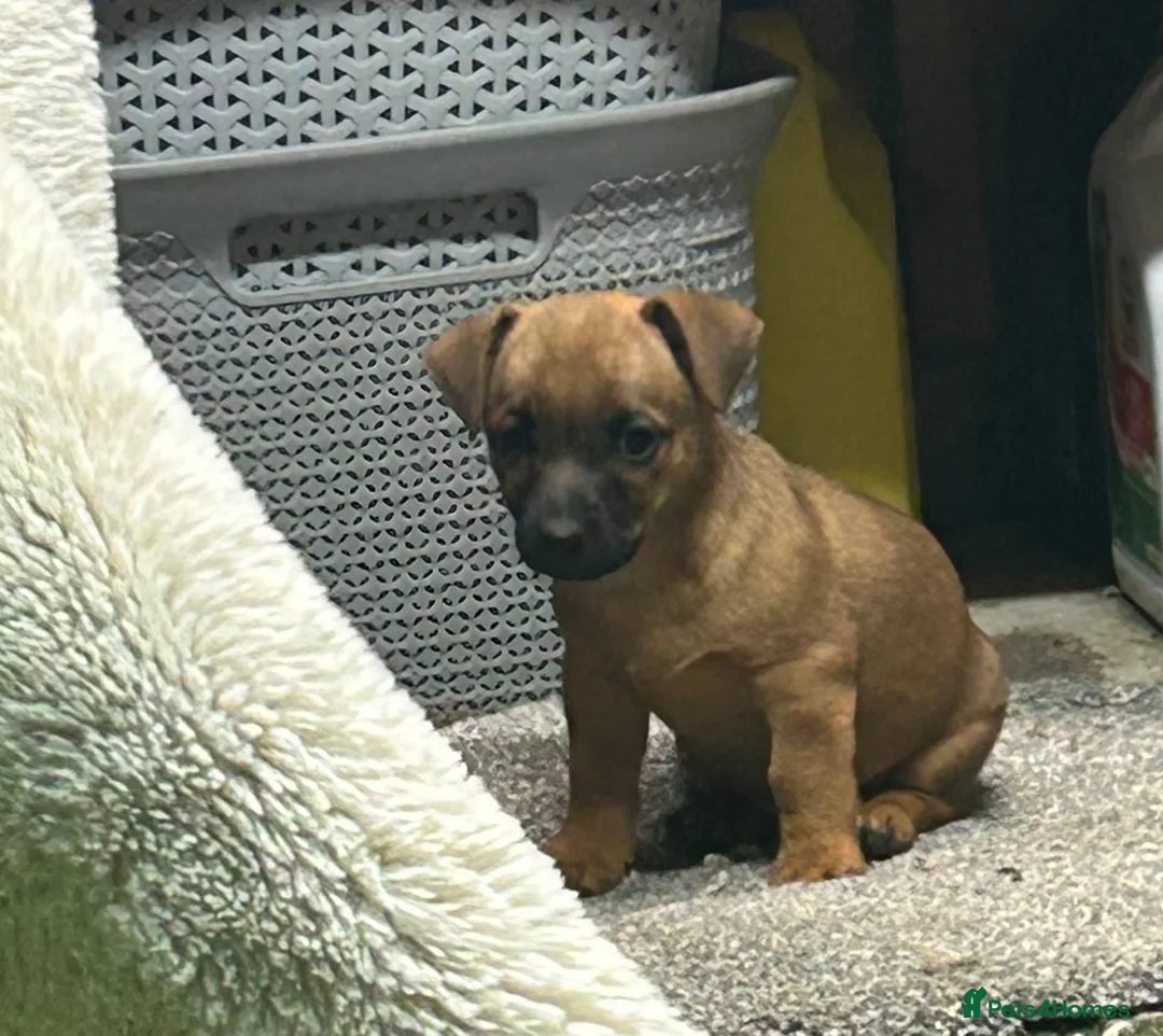 Mixed Breed dogs for sale: Border Russel  in Slough - Advert 4