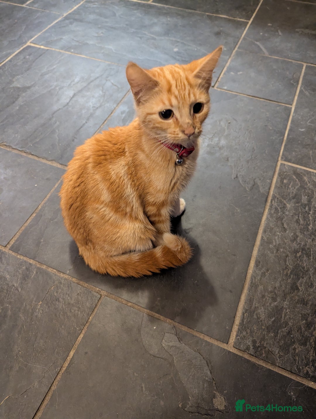 Mixed Breed cats for sale: Jelly - Advert 2