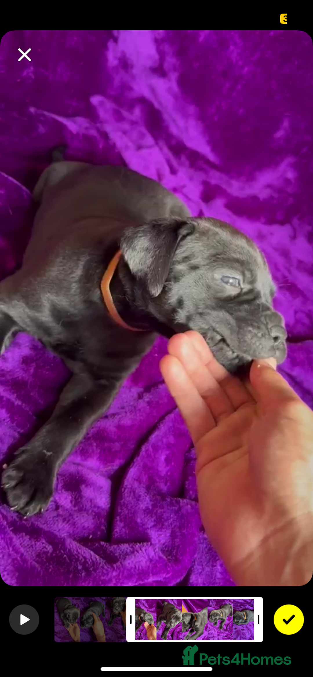 Mixed Breed dogs for sale: Cane Corso × Rottweiler/Bordeaux Puppies All Girls - Image 29