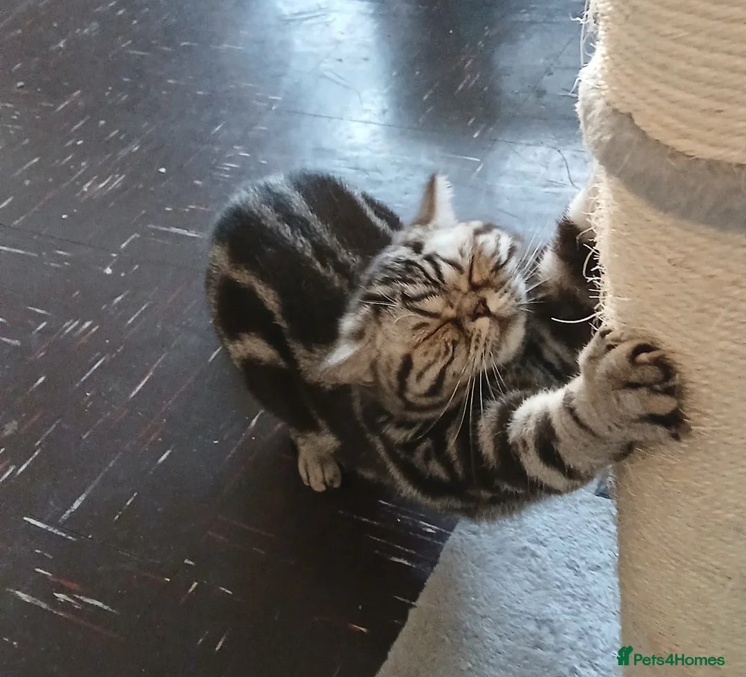 British Shorthair cats for sale: Bsh.Classic SilverTabby.Active. - Advert 2