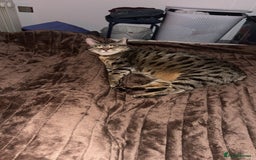 Mixed Breed cats for sale: Khaleesi, half bengal cat looking for a new home - Image 10