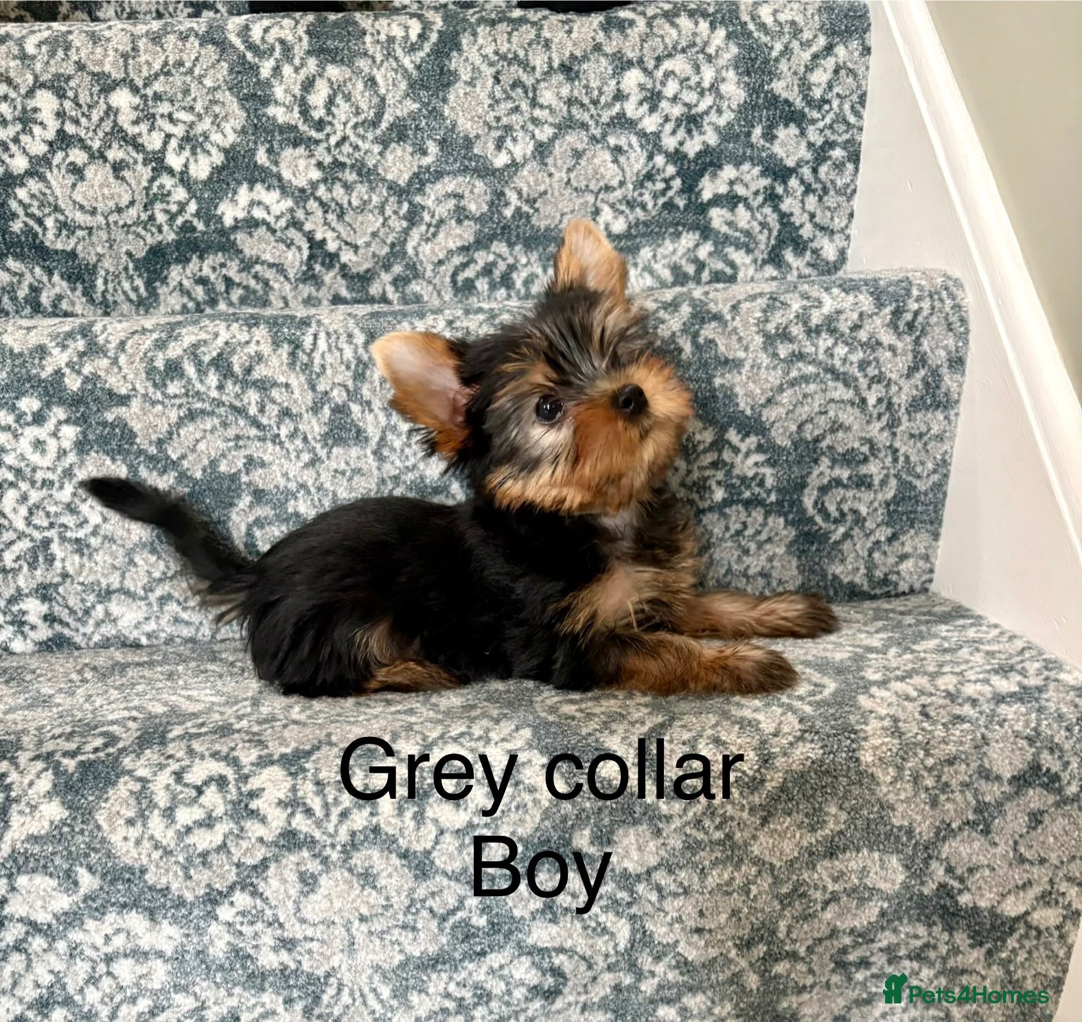 Yorkshire Terrier dogs Beautiful Yorkshire terrier puppies  - Advert 5