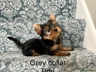 Yorkshire Terrier dogs Beautiful Yorkshire terrier puppies - Advert 5