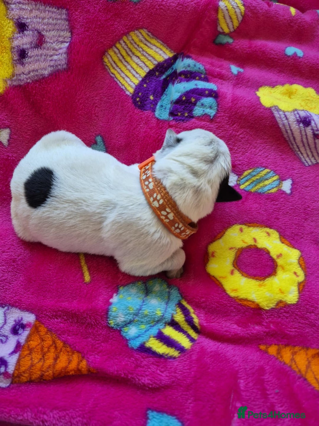 Mixed Breed dogs for sale: Mixed breed puppies for sale  - Advert 10