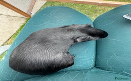 Guinea Pig rodents for sale: Little jasmine  - Image 3