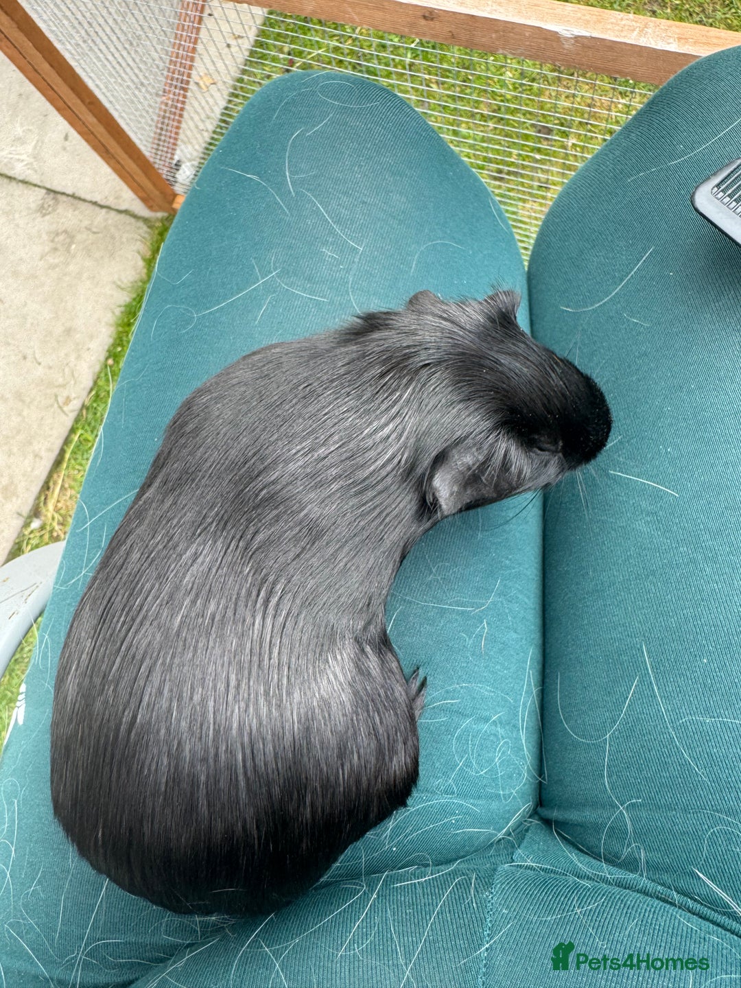 Guinea Pig rodents for sale: Little jasmine  - Image 3