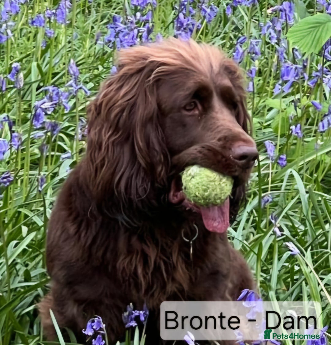 Mixed Breed dogs for sale:  Rare Little Glossy Chunks of Spaniel - Image 10